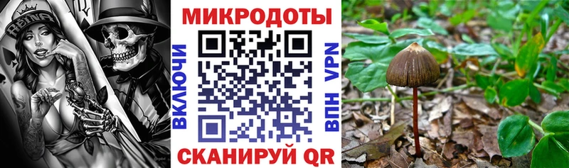 цена   Афипский  Галлюциногенные грибы Psilocybe 